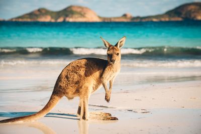 a kangaroo on a beach