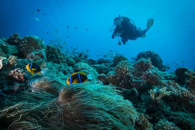 scuba diving in the Azores' coral reefs