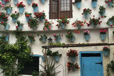 Cordoba patio