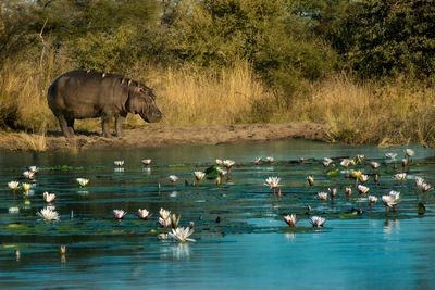 a hippo on a river bank