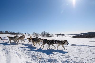 husky dogs running