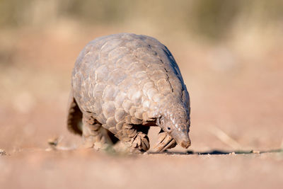 pangolin