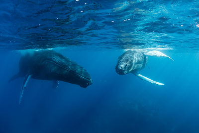 Whales and diving in Mozambique