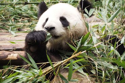 panda chengdu