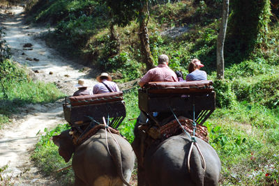 elephant riding in thailand