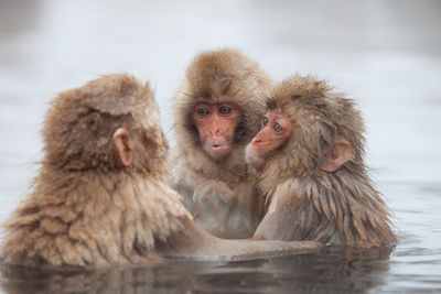snow monkeys in Japan