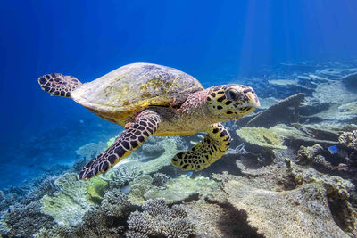 sea turtle maldives
