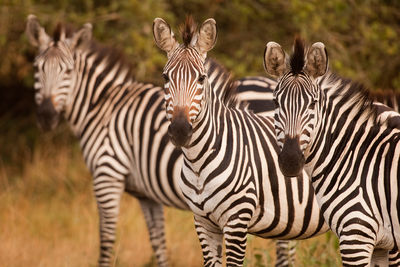 zebras lake mburo uganda