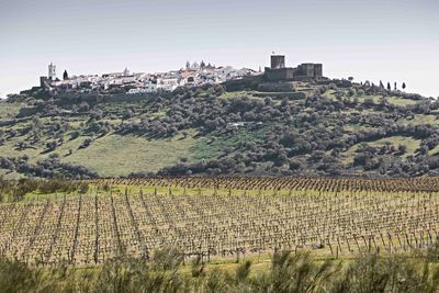 Barrocal vineyard