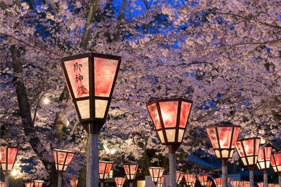 Japan cherry blossom at night