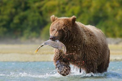 Bear in British Columbia, Canada