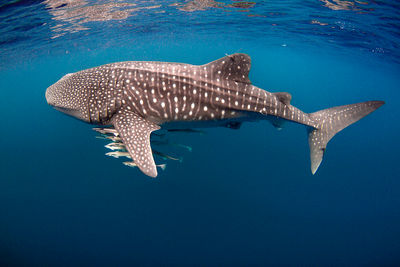 Whale shark, Australia