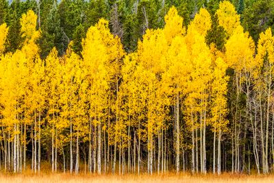 Aspen rocky in Fall