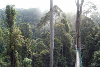 malaysia danum valley walkway