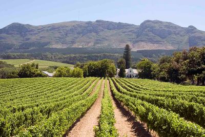 cape winelands