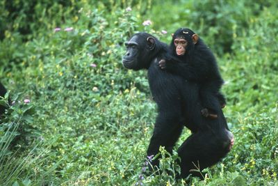 Ugunga young chimpanzees