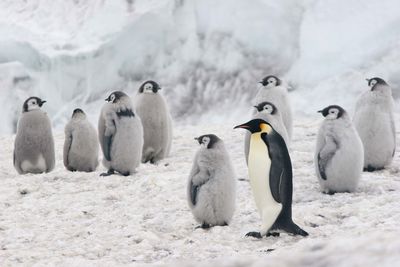 emperor penguins