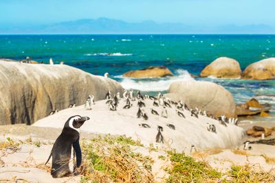 african penguins south africa