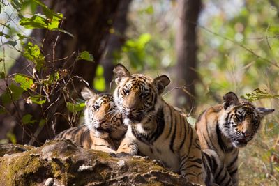 baby tiger in bandhavgarth india