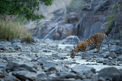 ranthambore national park
