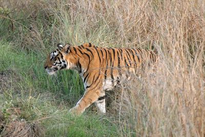 tiger in kanha