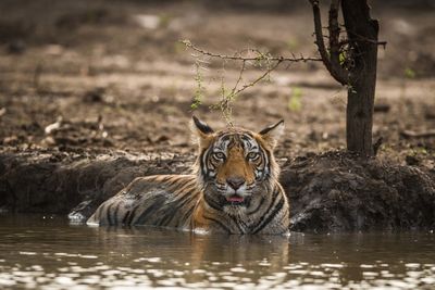 tiger in kaziranga
