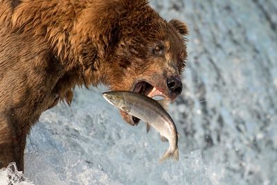 Bear catching salmon