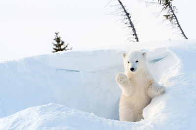 Polar bear in Churchill