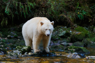 Kermode bear in Canada