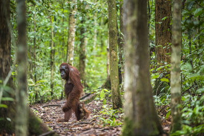 Orangutans with Cub