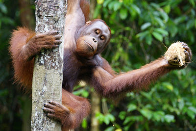 Orangutan in a Tree
