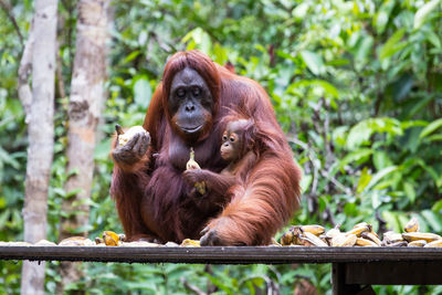 Orangutan Eating Food