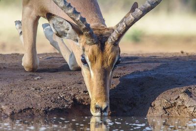 antelope drinking