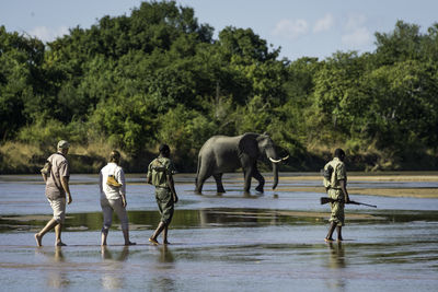 People Walking with Elephants