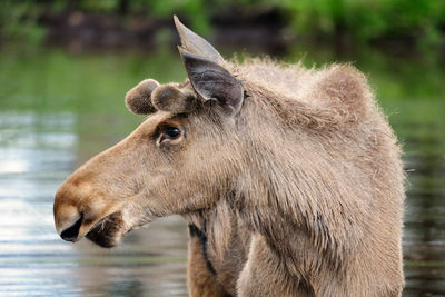 Moose in Water
