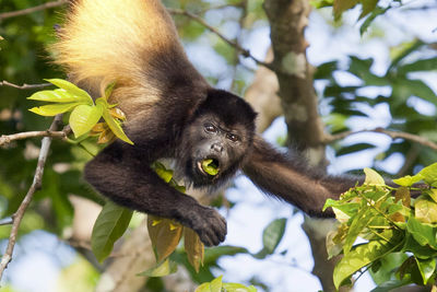 Howler Monkey