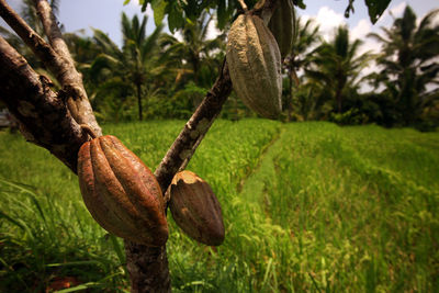 Bali cacao plantation