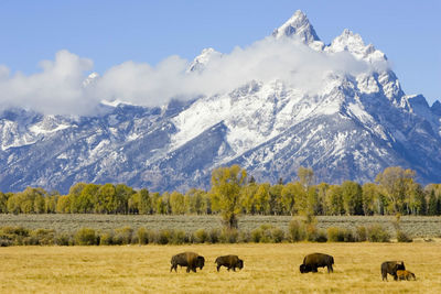 american west