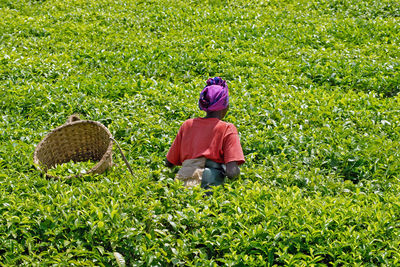 woman in tea plantation rwanda