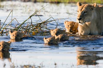 lioness and cubs