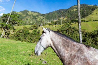 Horse in the Cocora Valley