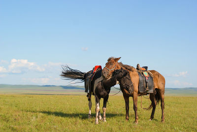 Horses in the Gobi Desert
