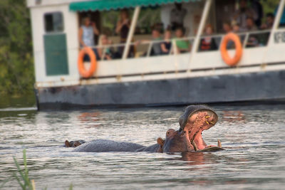 boat trip zambia zambezi river hippo