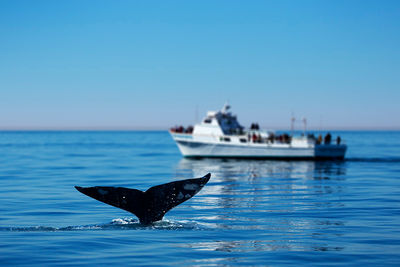 whale watching la gomera tenerife