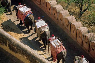 elephant riding procession
