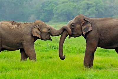 elephants stroking trunks
