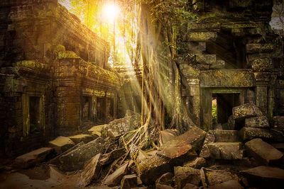 cambodia ta prohm tomb raider