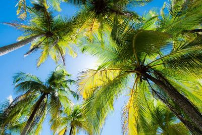 costa rica trees sustainability