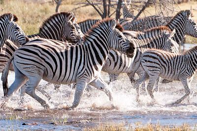 Zebra migration
