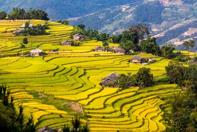 Ha Giang rice terraces